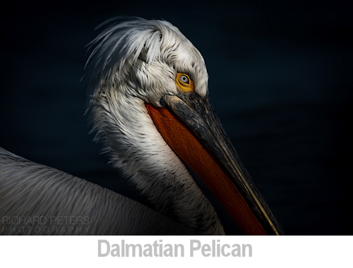 dalmatian pelican richard peters