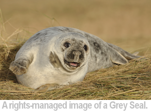 rights managed example