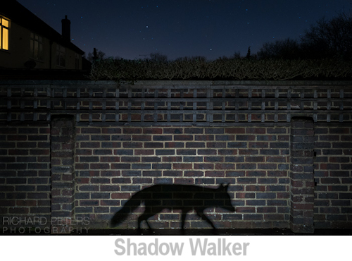 durban badger richard peters