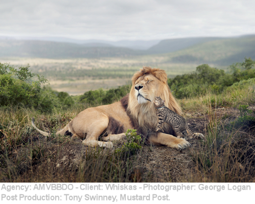 an example of the Whiskas imagery.
